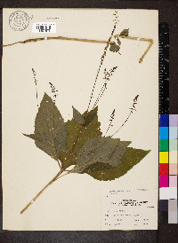 Phryma leptostachya image
