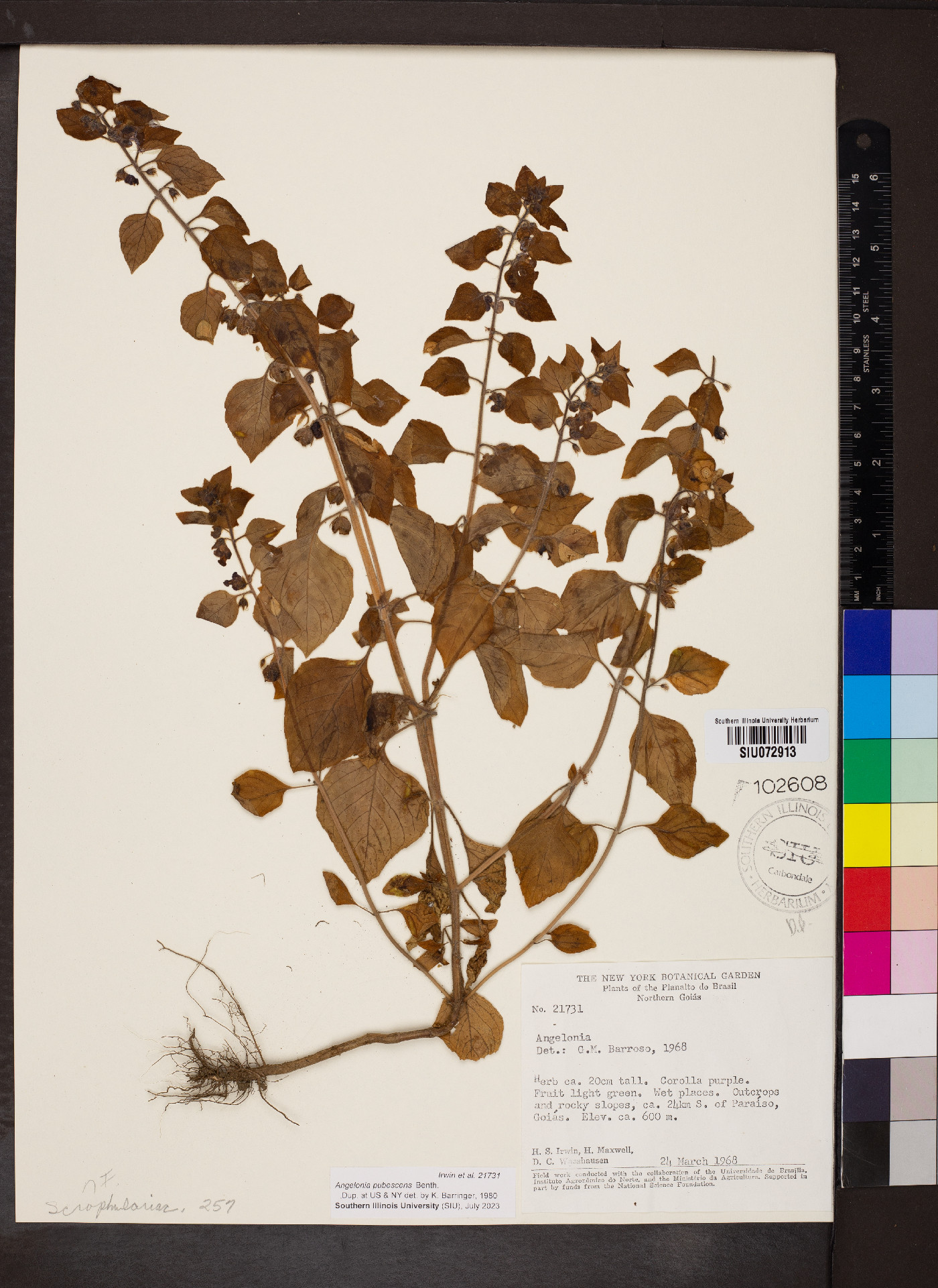 Angelonia pubescens image