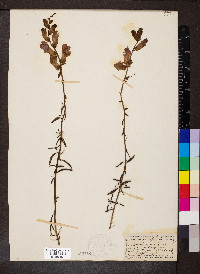 Antirrhinum majus image