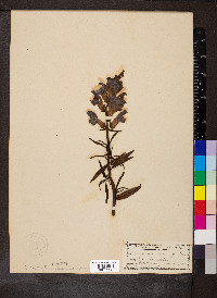 Antirrhinum majus image