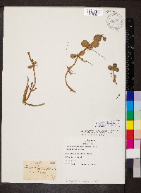 Bacopa rotundifolia image