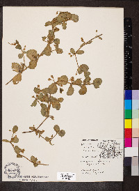 Bacopa rotundifolia image