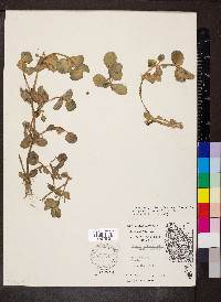 Bacopa rotundifolia image