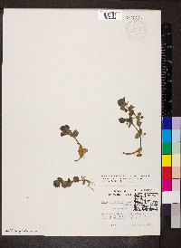 Bacopa rotundifolia image