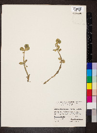 Bacopa rotundifolia image