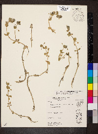 Bacopa rotundifolia image