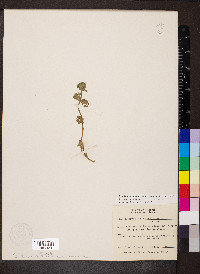 Bacopa rotundifolia image