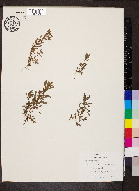 Bacopa sessiliflora image