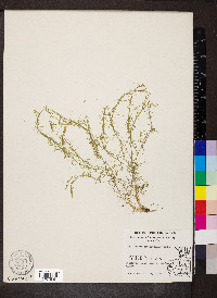 Callitriche heterophylla image