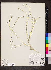 Callitriche heterophylla image