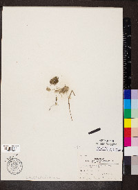 Callitriche terrestris image