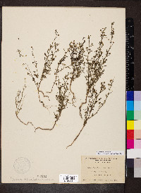 Chaenorhinum minus image