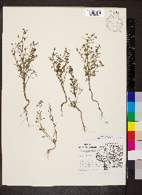 Chaenorhinum minus image