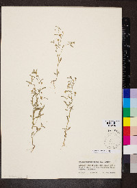 Chaenorhinum minus image