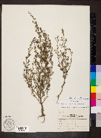 Chaenorhinum minus image