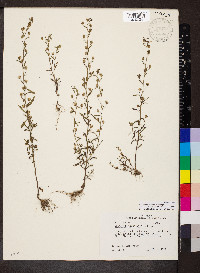 Chaenorhinum minus image