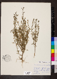 Chaenorhinum minus image