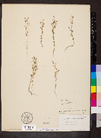 Chaenorhinum minus image