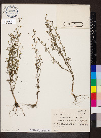 Chaenorhinum minus image