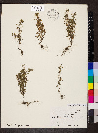 Chaenorhinum minus image