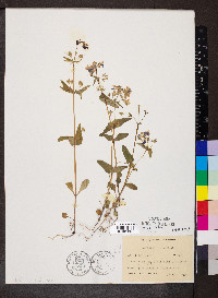 Collinsia verna image