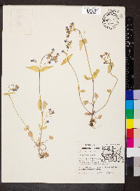 Collinsia verna image