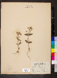 Collinsia verna image