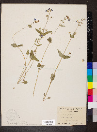 Collinsia verna image