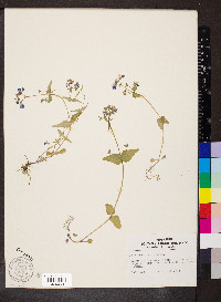 Collinsia verna image