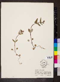 Collinsia verna image