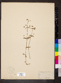 Collinsia verna image