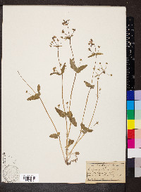 Collinsia verna image