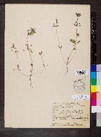 Collinsia parviflora image