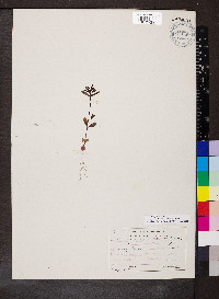 Collinsia parviflora image