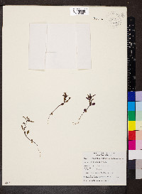 Collinsia parviflora image