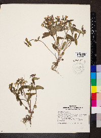 Collinsia verna image