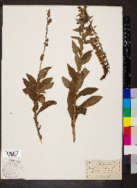 Digitalis lutea image