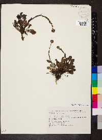 Globularia bisnagarica image