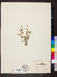 Gratiola neglecta image