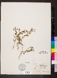 Gratiola neglecta image