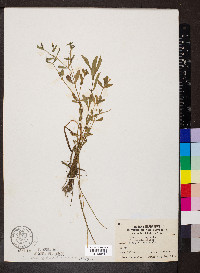 Gratiola neglecta image