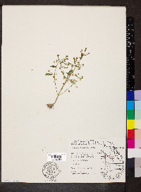 Gratiola neglecta image