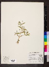 Gratiola neglecta image