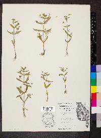 Gratiola neglecta image