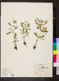 Gratiola neglecta image