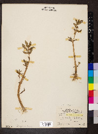 Gratiola virginiana image