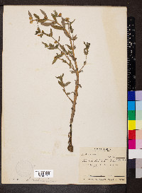 Gratiola virginiana image