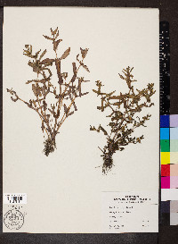 Gratiola virginiana image