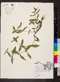 Gratiola virginiana image