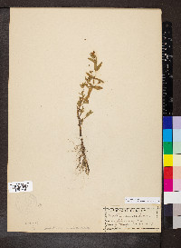 Gratiola lutea image